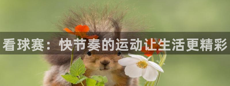 bbin视讯游戏平台：看球赛：快节奏的运动让生活更精彩